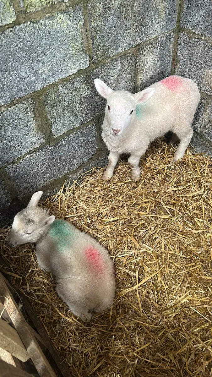 Pet Lambs