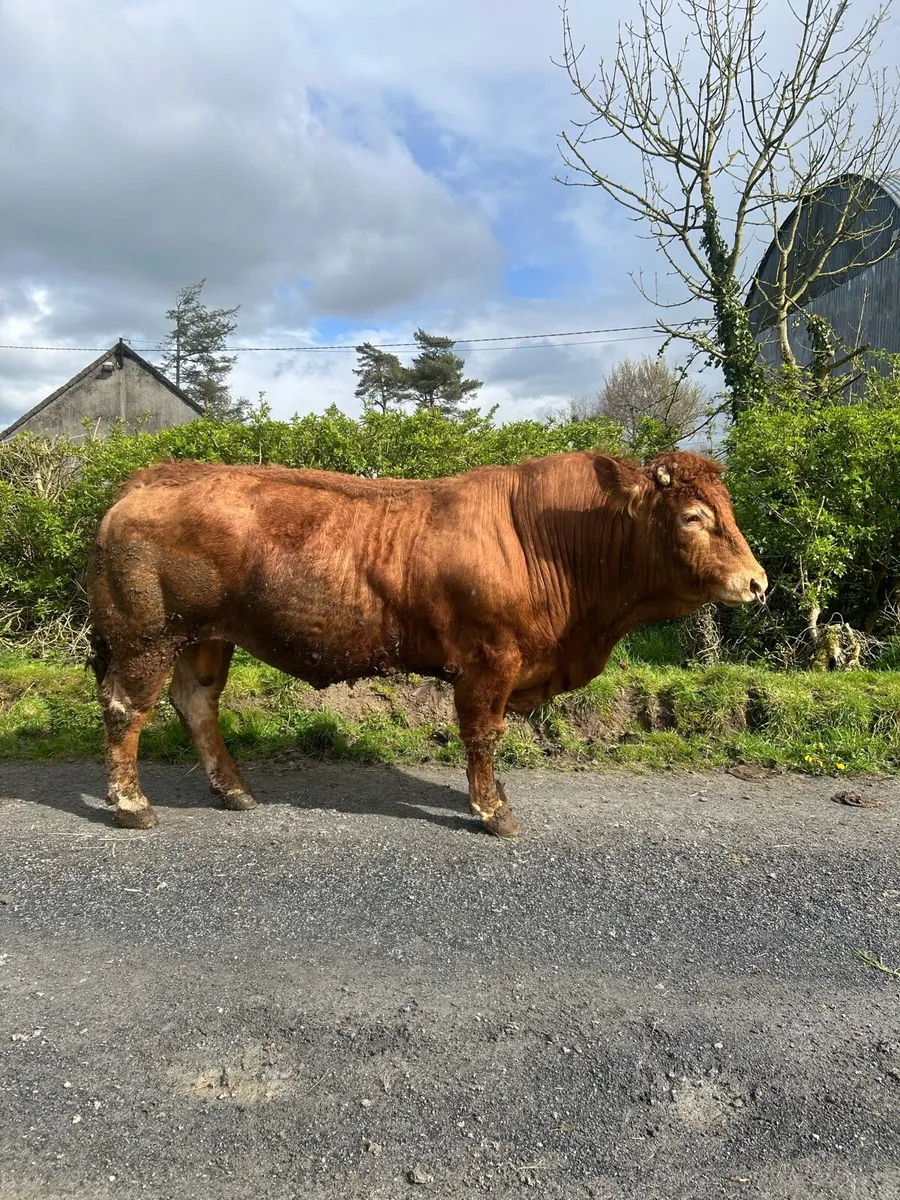 Limousine and Belgian Bulls - Image 2