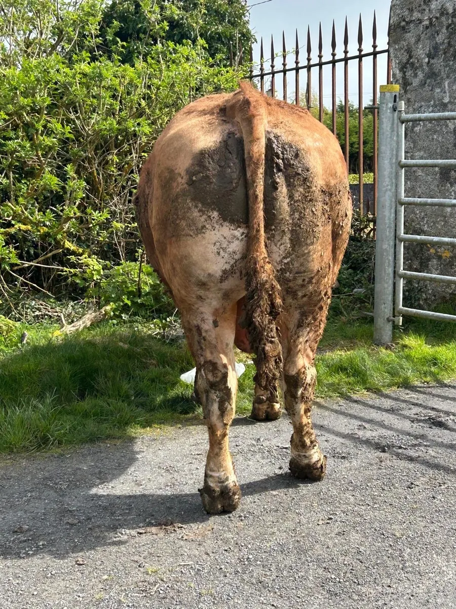 Limousine and Belgian Bulls - Image 3