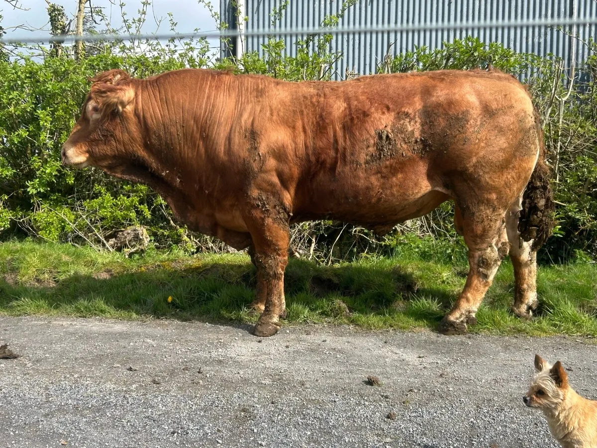 Limousine and Belgian Bulls - Image 1