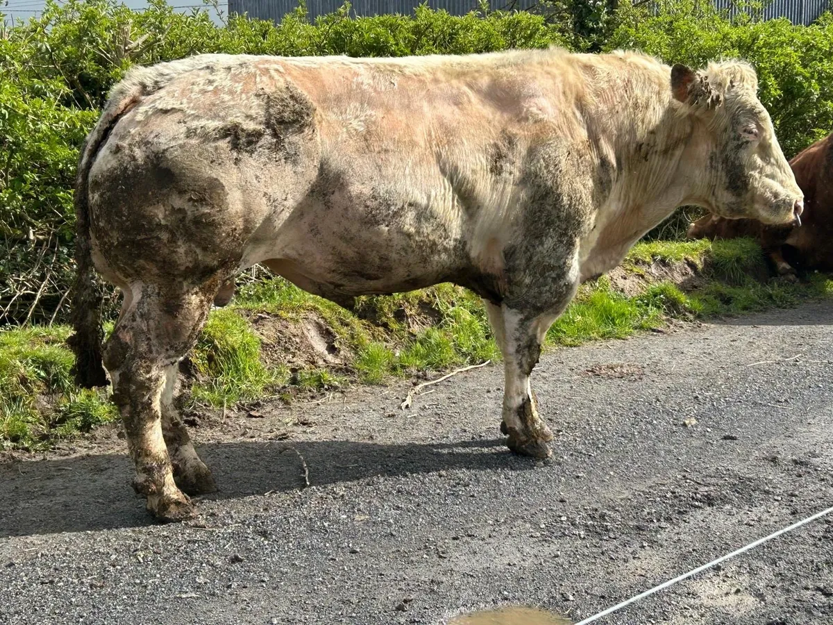 Limousine and Belgian Bulls - Image 4