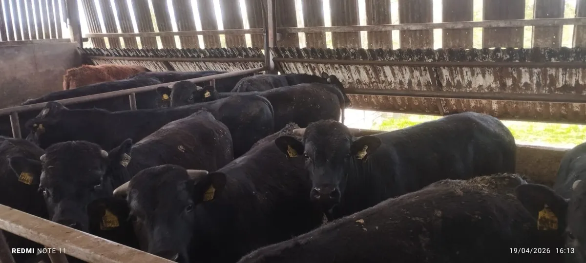 Limousin bulls - Image 2