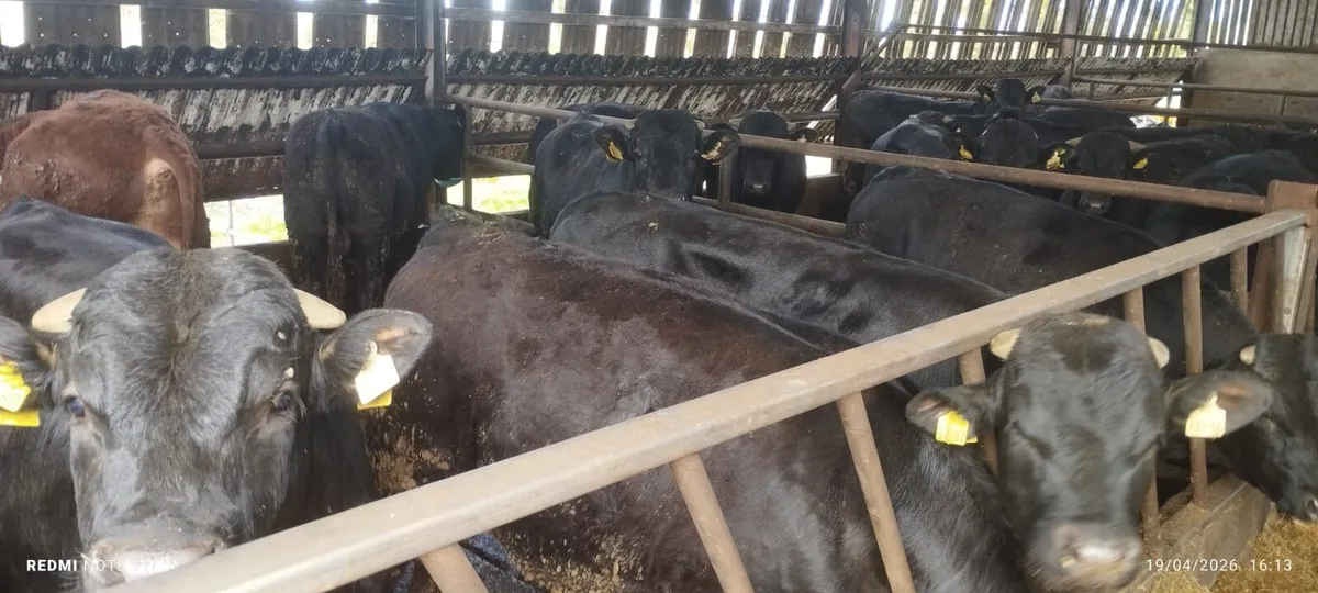 Limousin bulls - Image 3