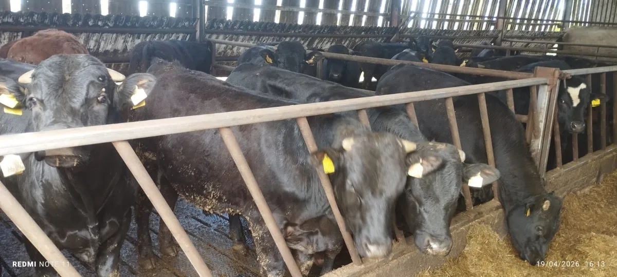 Limousin bulls - Image 4