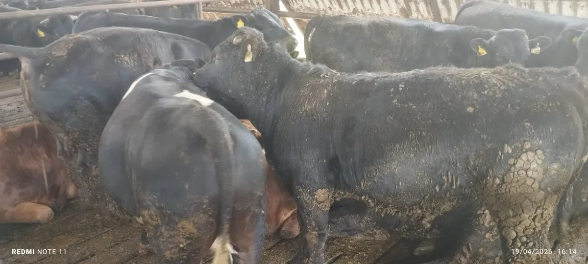 Limousin bulls - Image 1