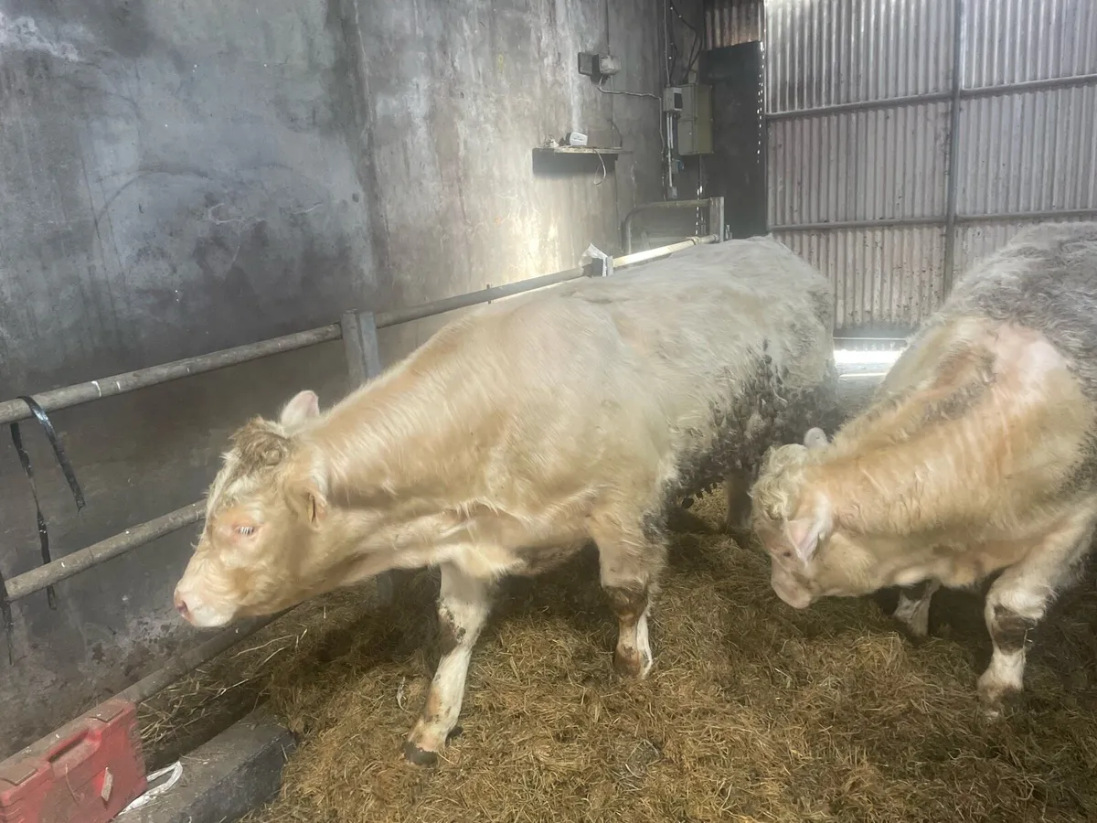 Ped.Reg Charolais Bull weanlings in Balla Mart - Image 3