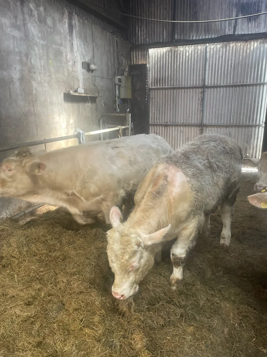 Ped.Reg Charolais Bull weanlings in Balla Mart - Image 1