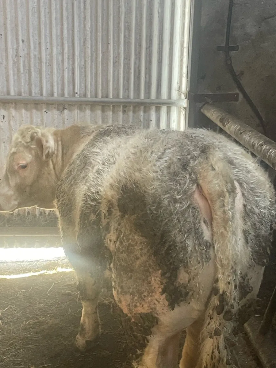 Ped.Reg Charolais Bull weanlings in Balla Mart - Image 4