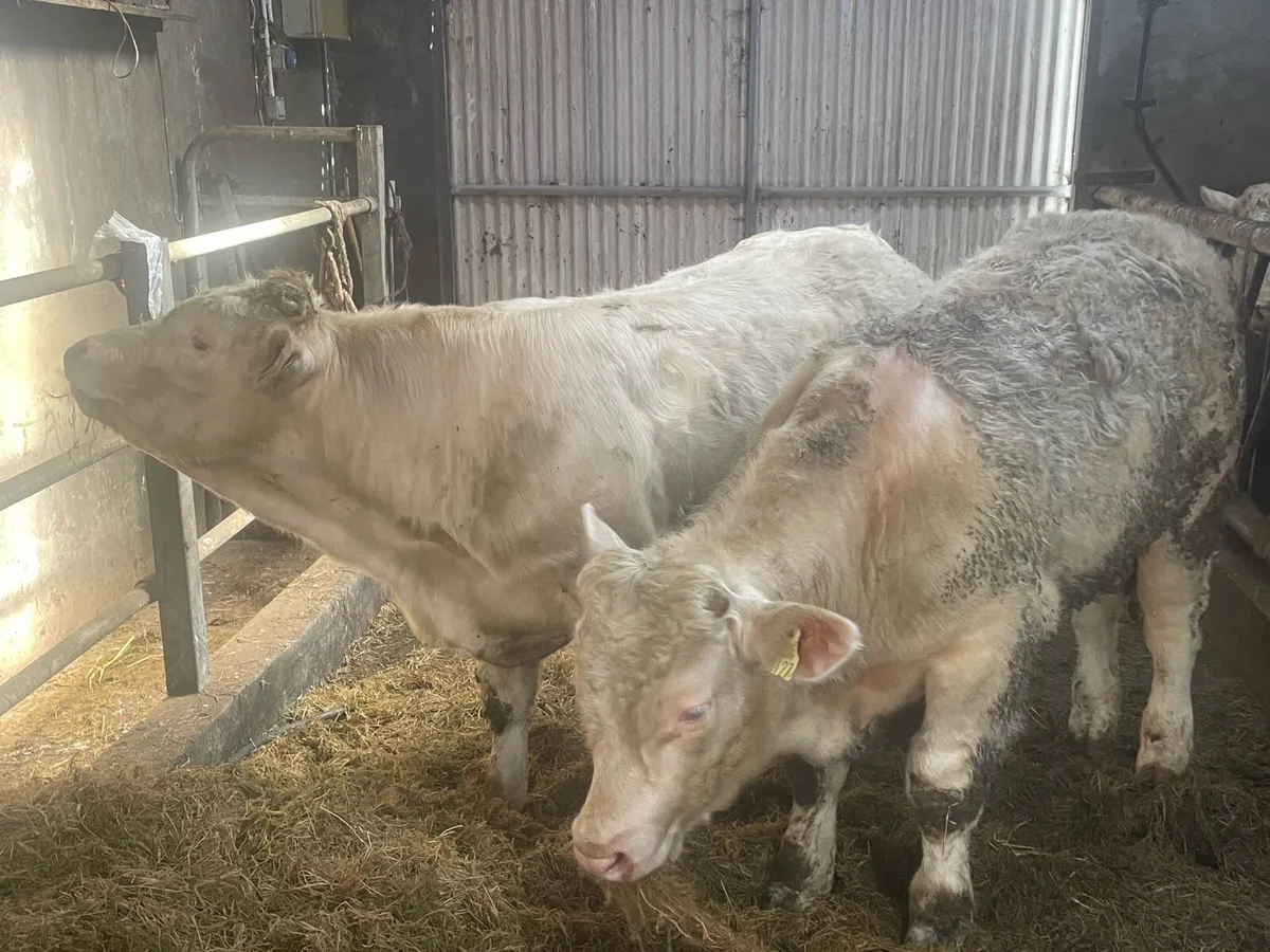 Ped.Reg Charolais Bull weanlings in Balla Mart - Image 2
