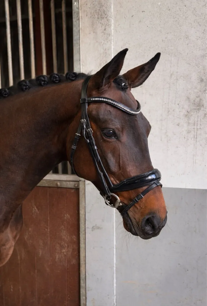 As Quiet As They Come - Image 2