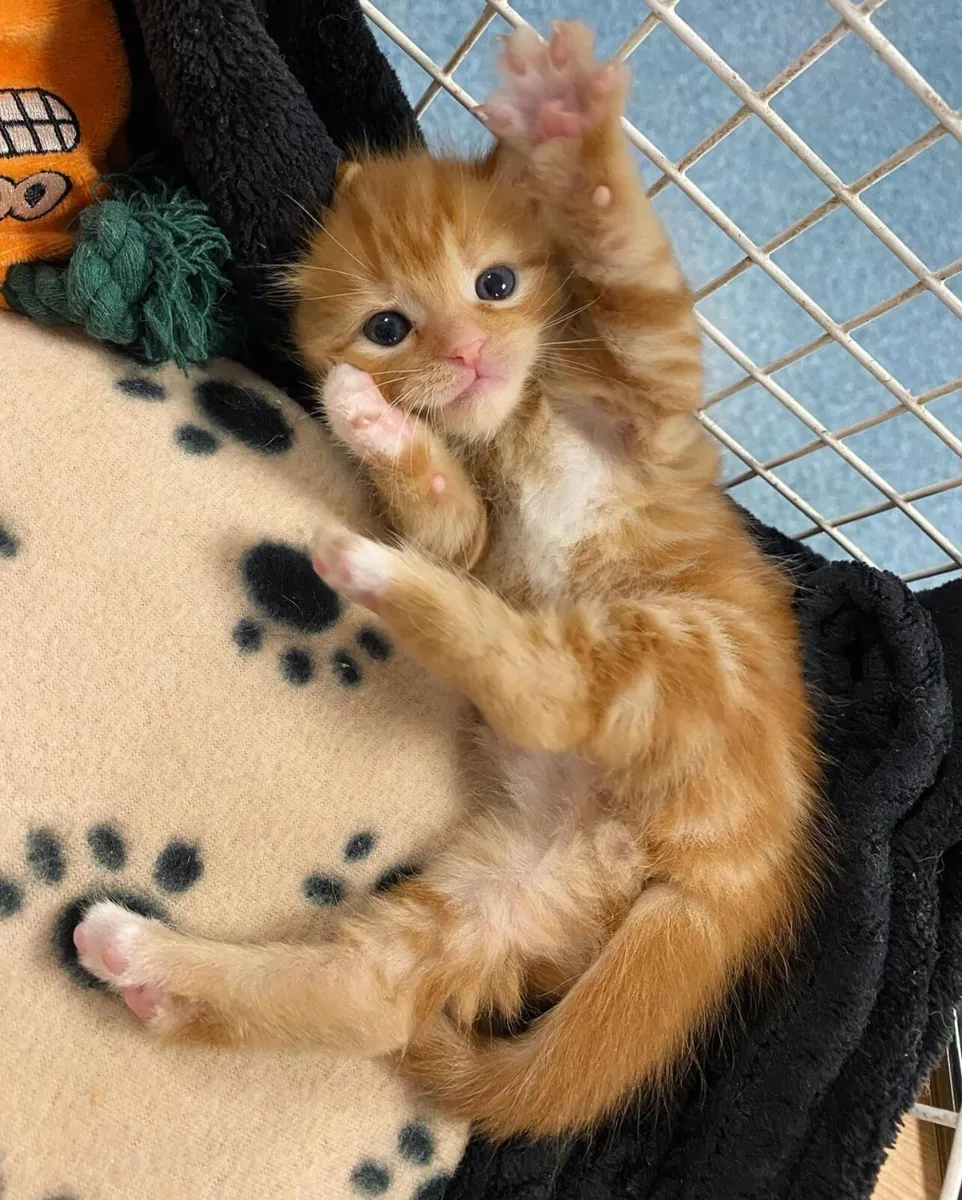 🐾 Gorgeous Ginger British Cross - Image 2