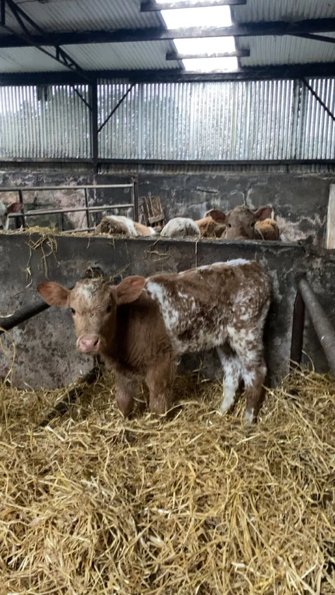 Roan heifer calf - Image 3