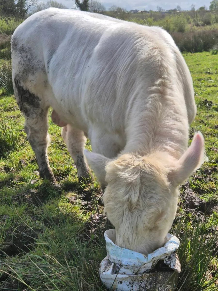 Pedigree registered charolais Bulls - Image 1