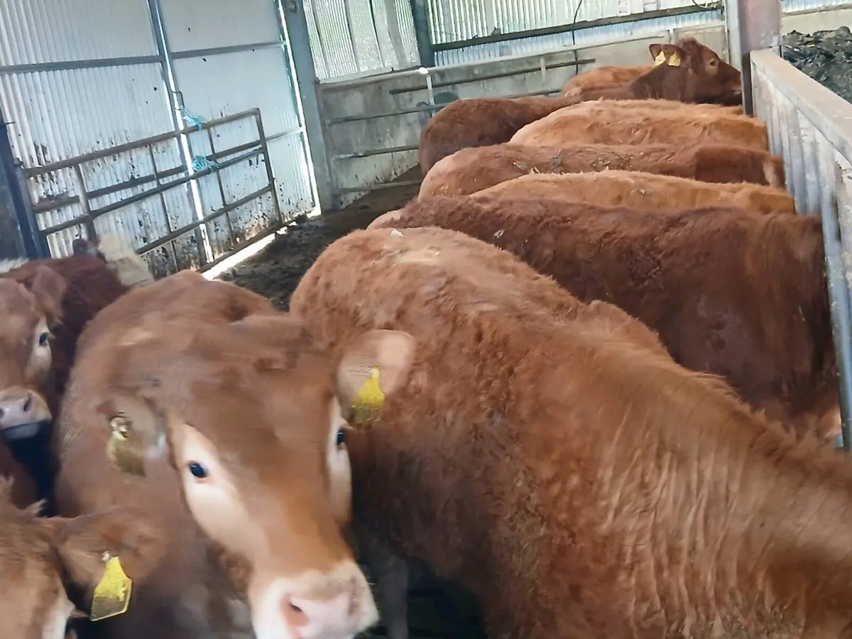 14 Top Quailty  Heifer's for sale - Image 1