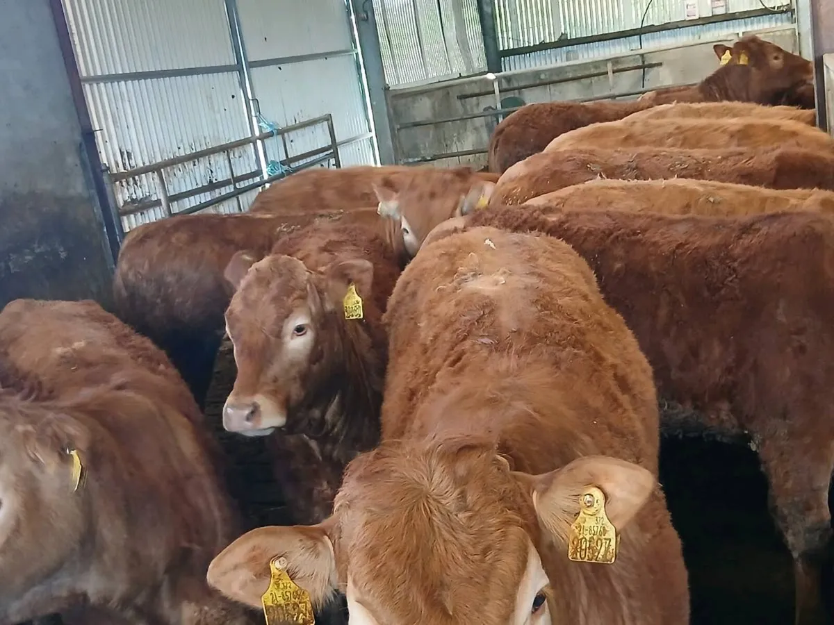 14 Top Quailty  Heifer's for sale - Image 2