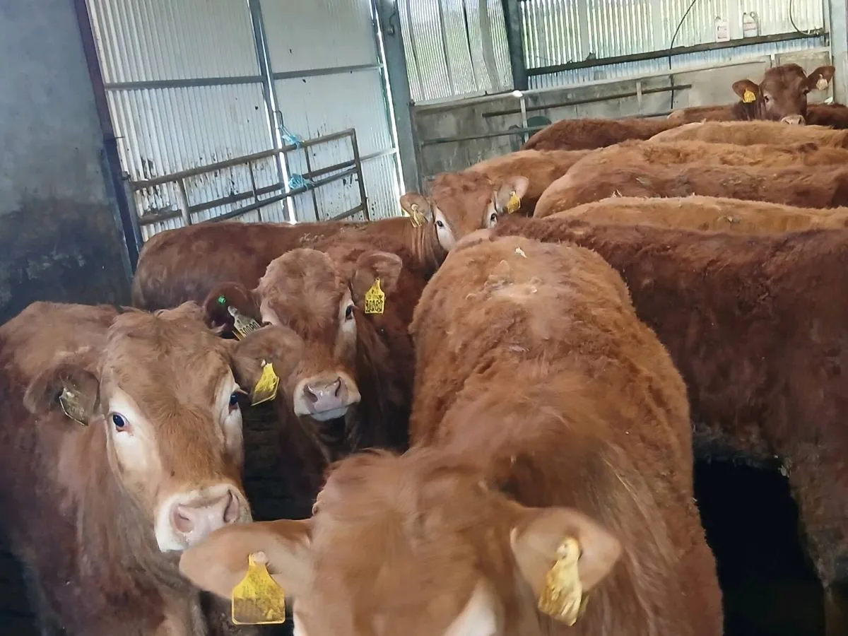 14 Top Quailty  Heifer's for sale - Image 3