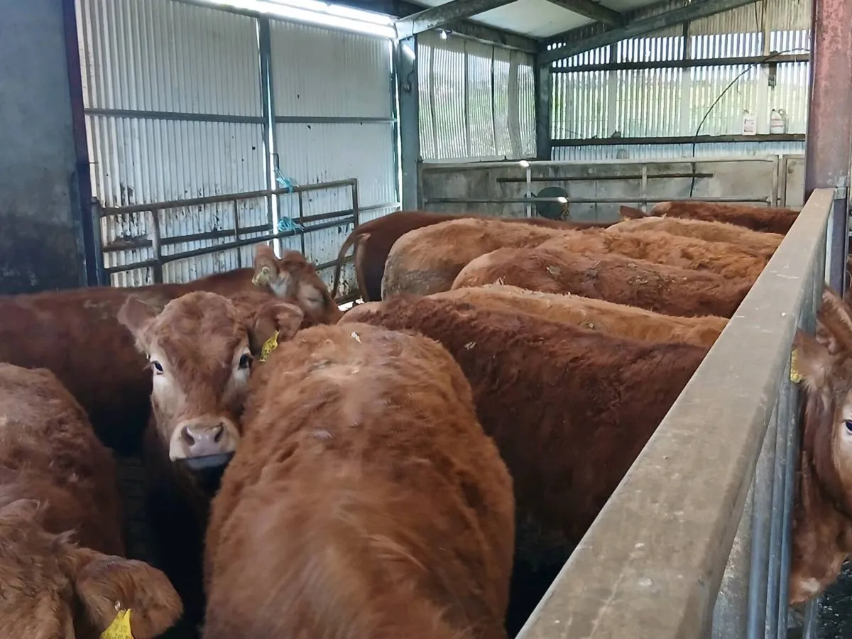 14 Top Quailty  Heifer's for sale - Image 4