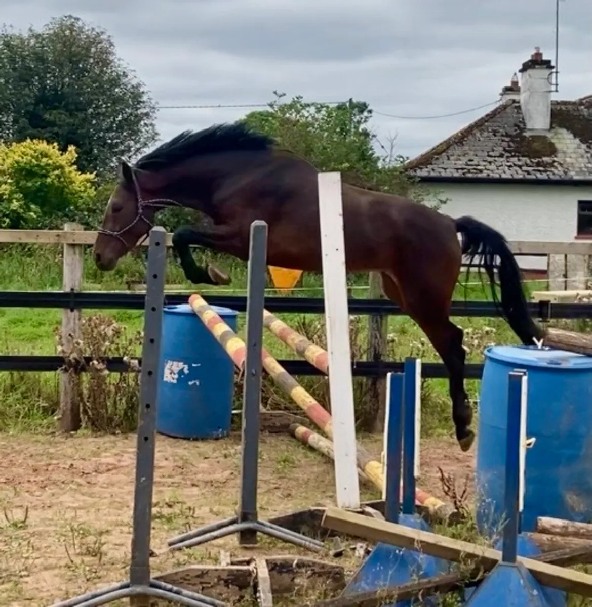 Westside Mirah x Dignified - Image 1