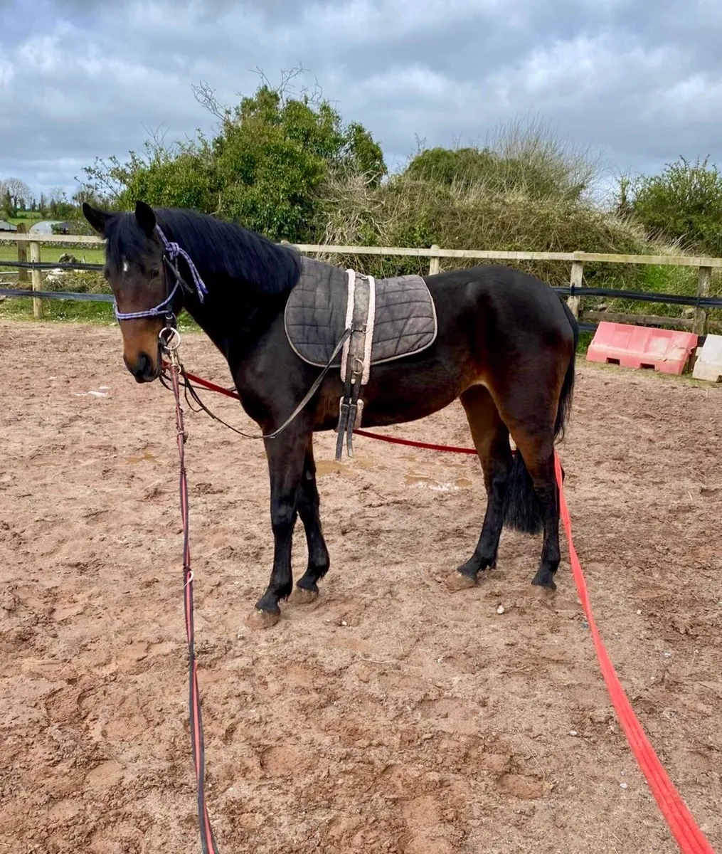 Westside Mirah x Dignified - Image 2