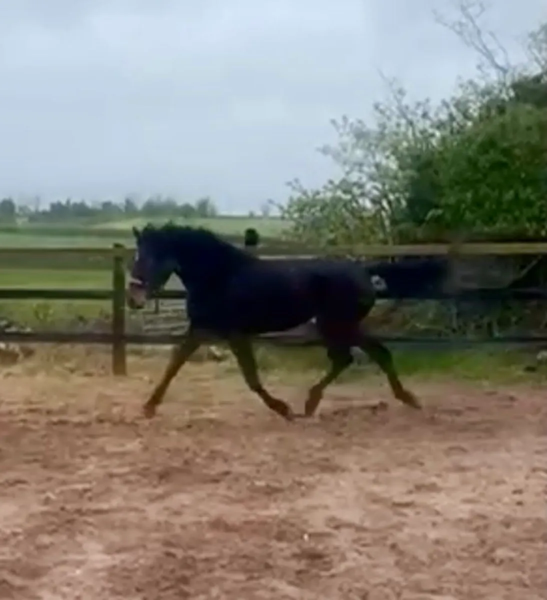 Westside Mirah x Dignified - Image 3