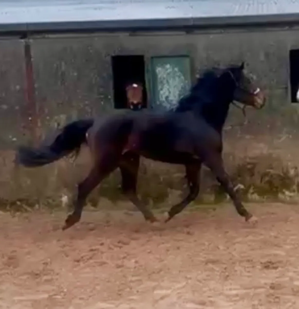 Westside Mirah x Dignified - Image 4