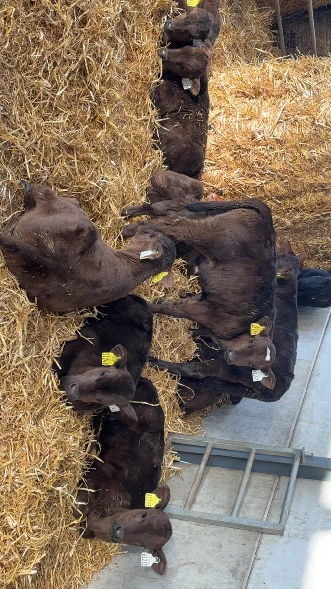 Calves - Image 1