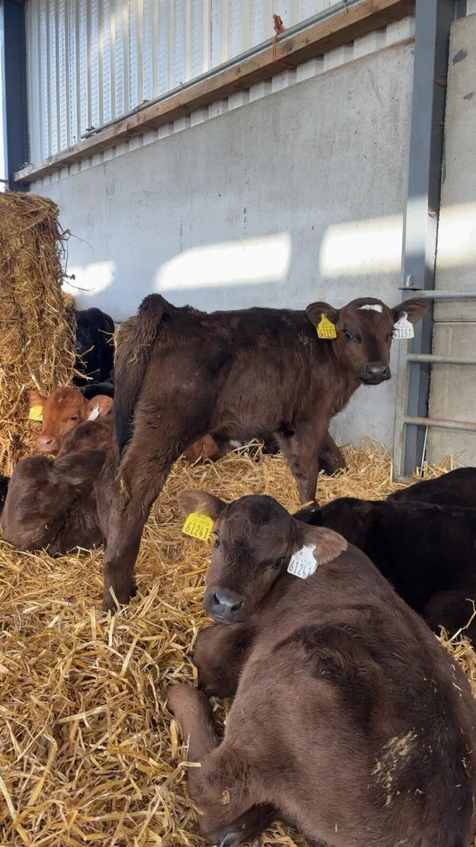 Calves - Image 2