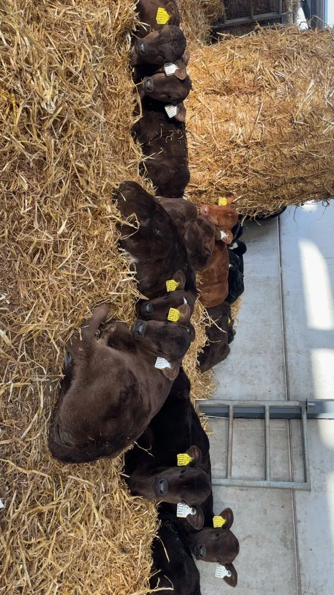 Calves - Image 3