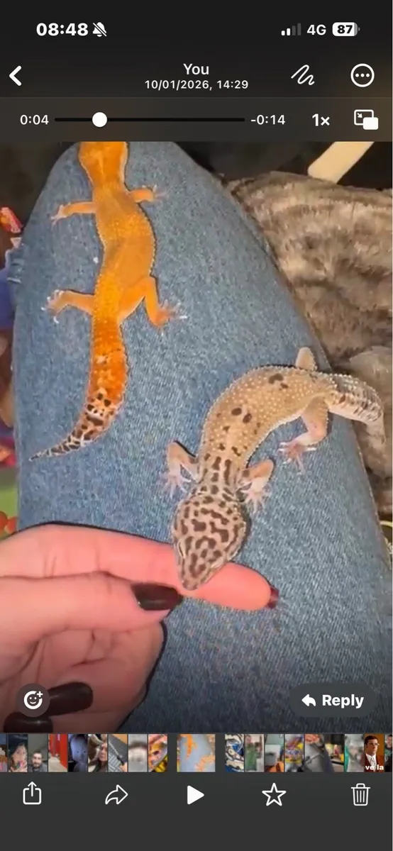 Leopard Gecko - Image 1