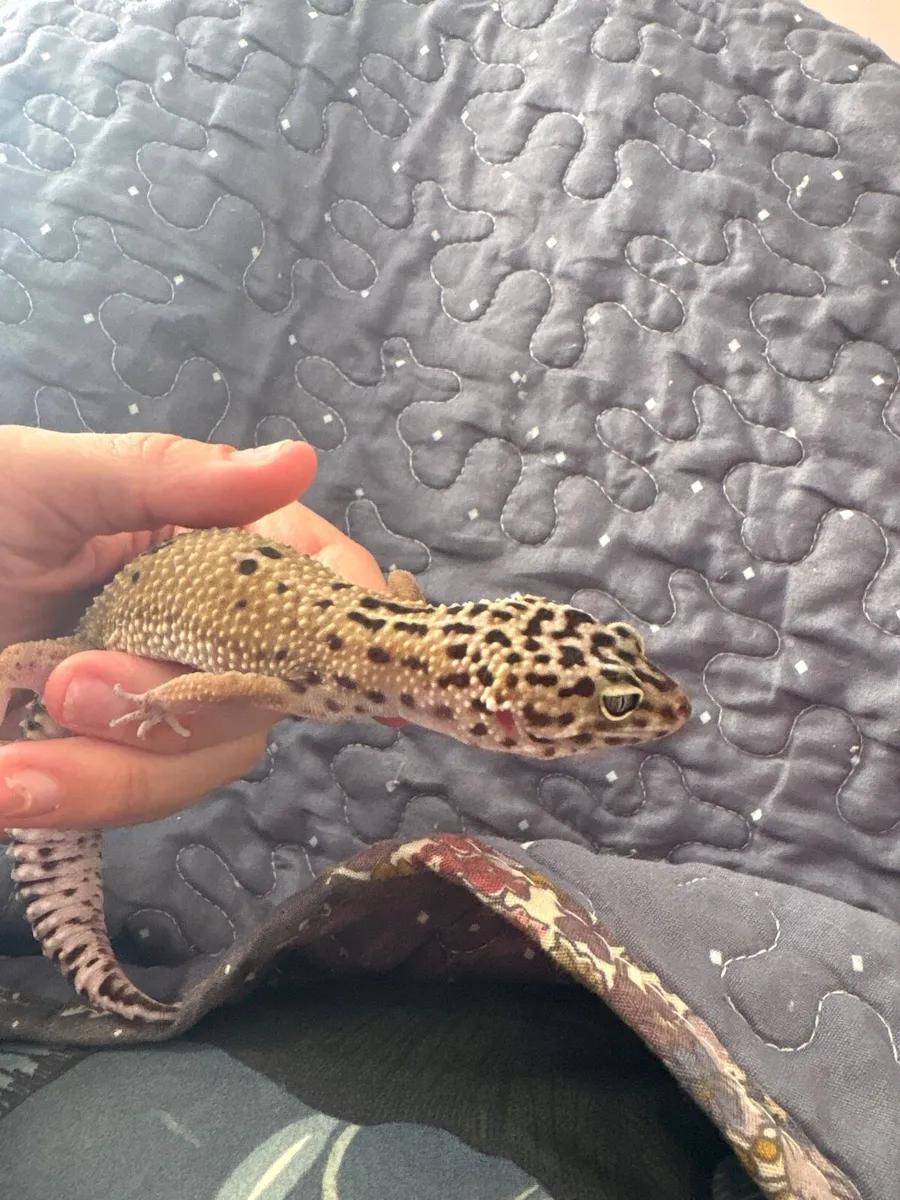 Leopard Gecko - Image 2