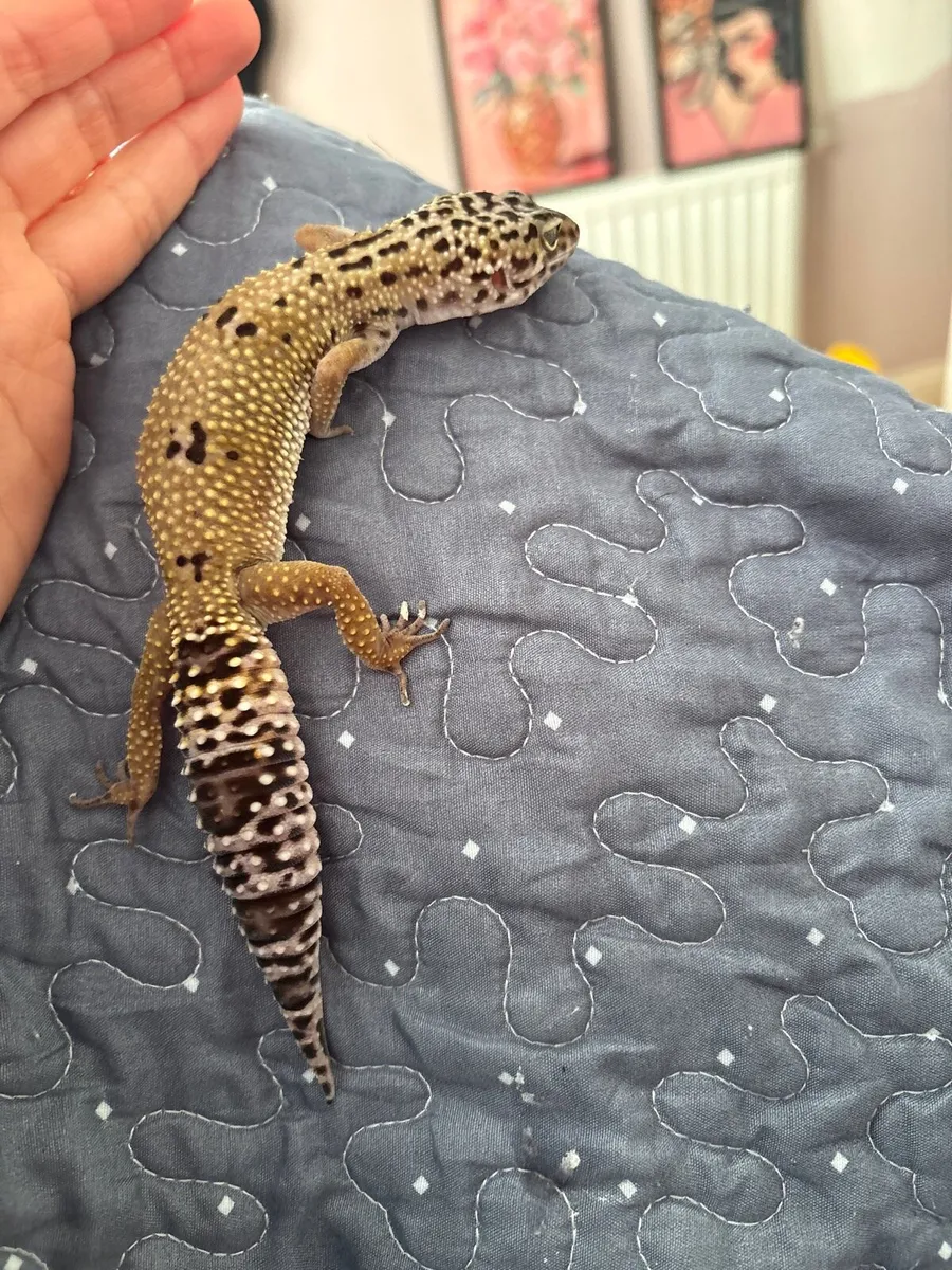 Leopard Gecko - Image 3