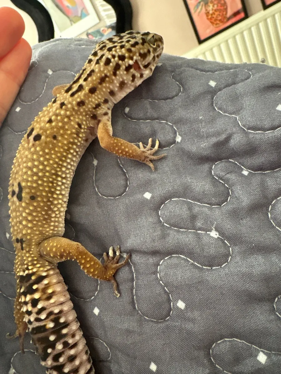 Leopard Gecko - Image 4
