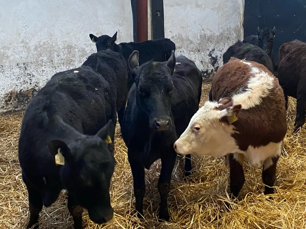 250kg Angus and Whitehead Heifers - Image 2