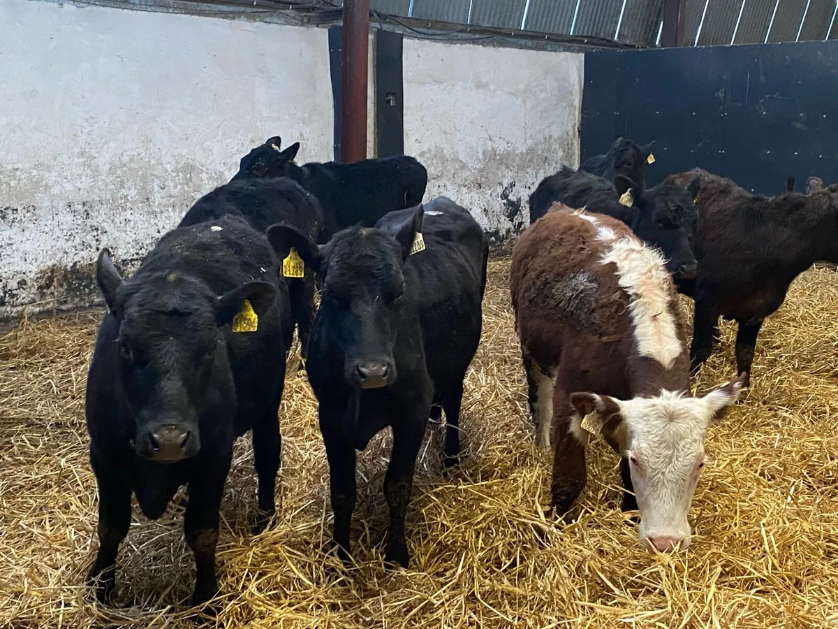250kg Angus and Whitehead Heifers - Image 1