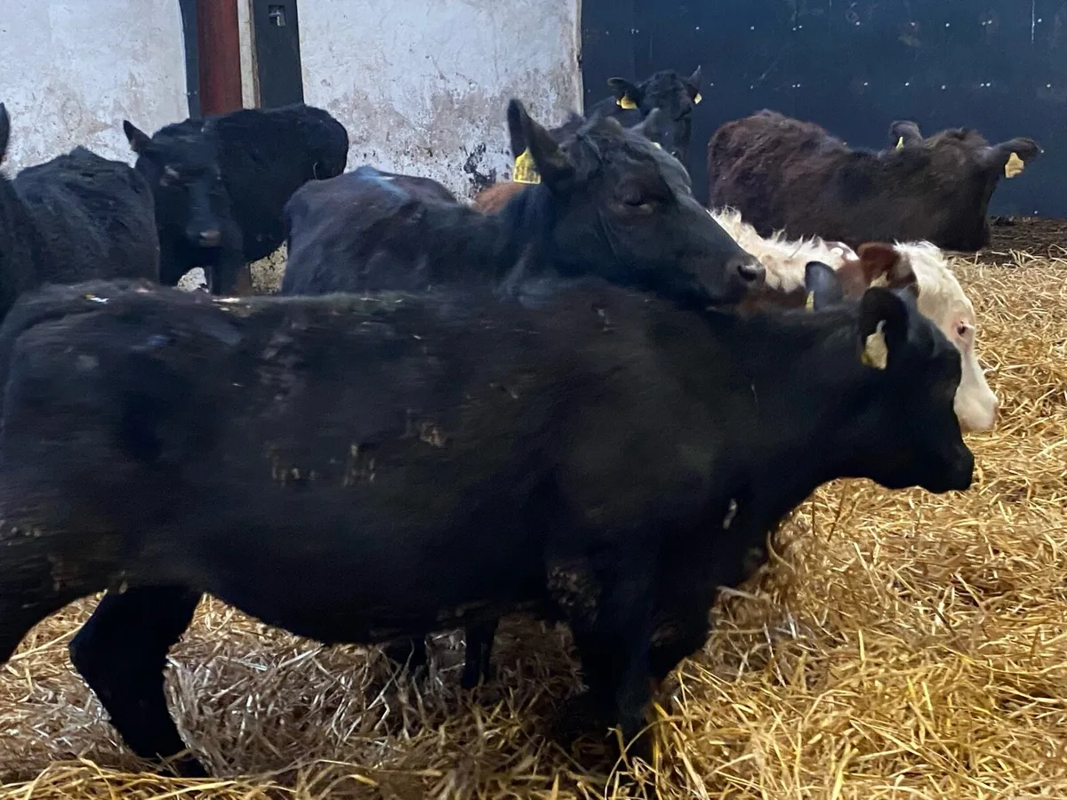 250kg Angus and Whitehead Heifers - Image 4