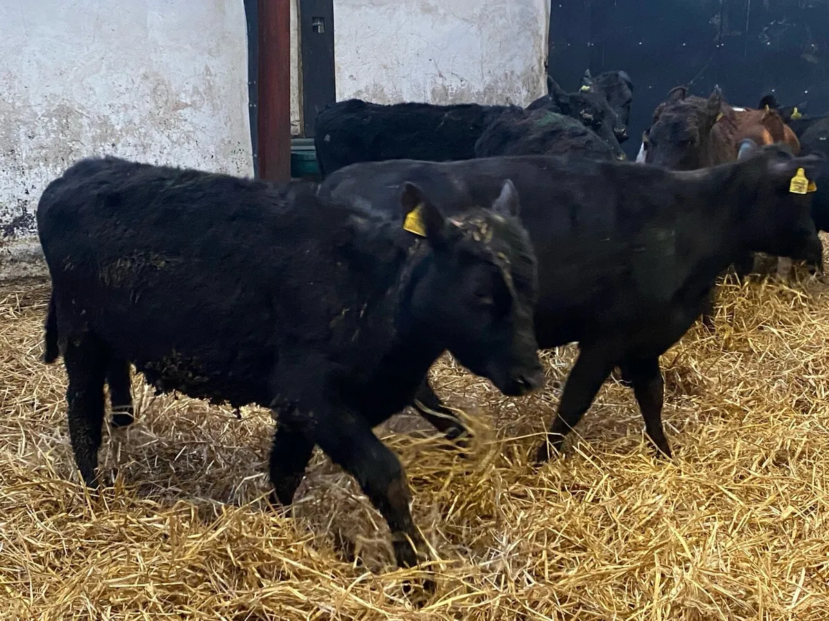 250kg Angus and Whitehead Heifers - Image 3