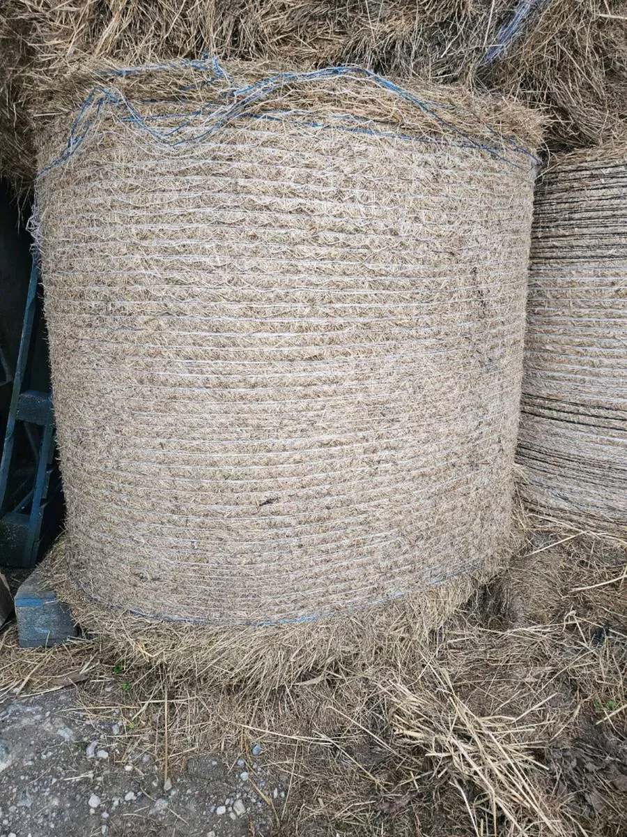 Round Bales Hay - Image 1