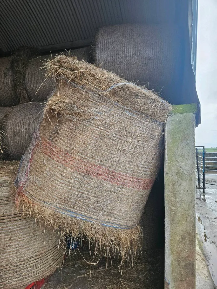 Round Bales Hay - Image 2
