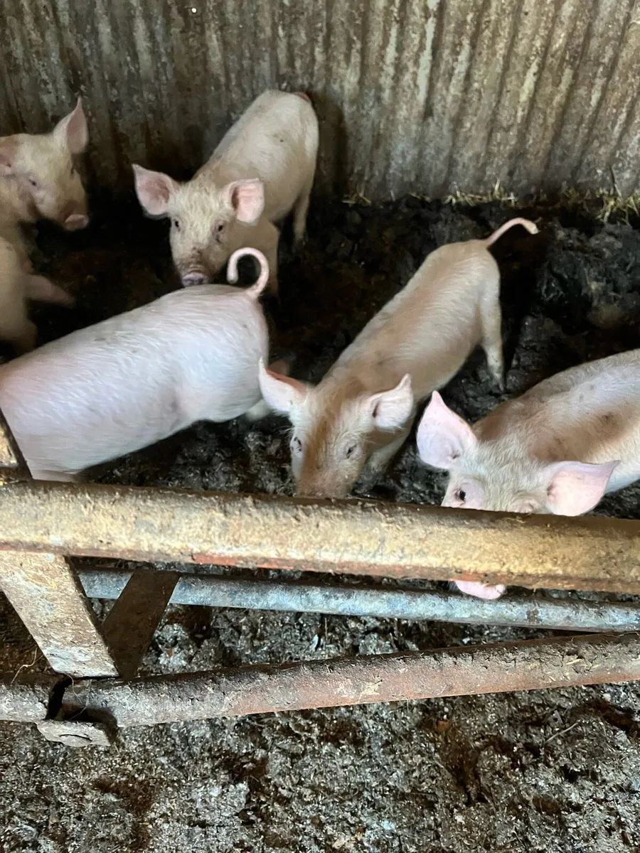 Pigs for sale - Image 1