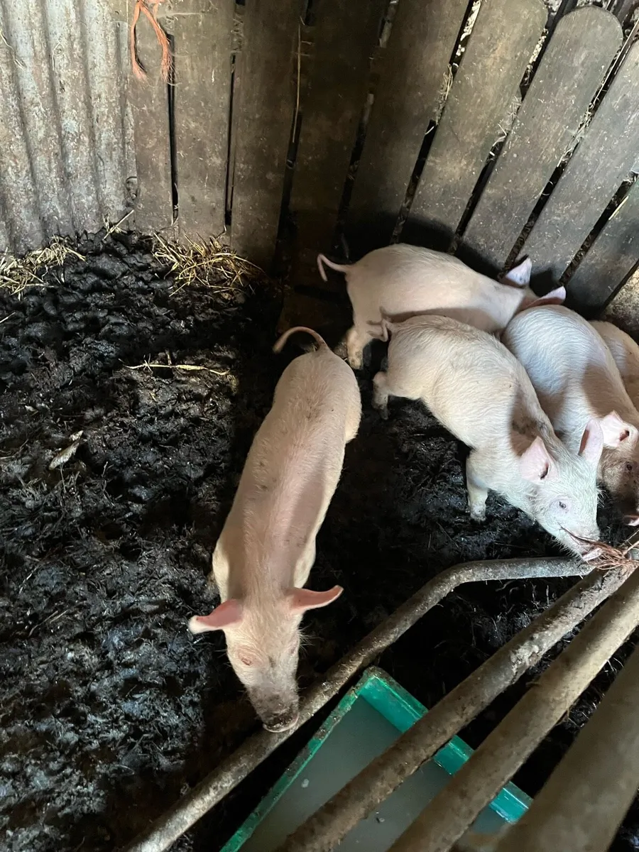 Pigs for sale - Image 3