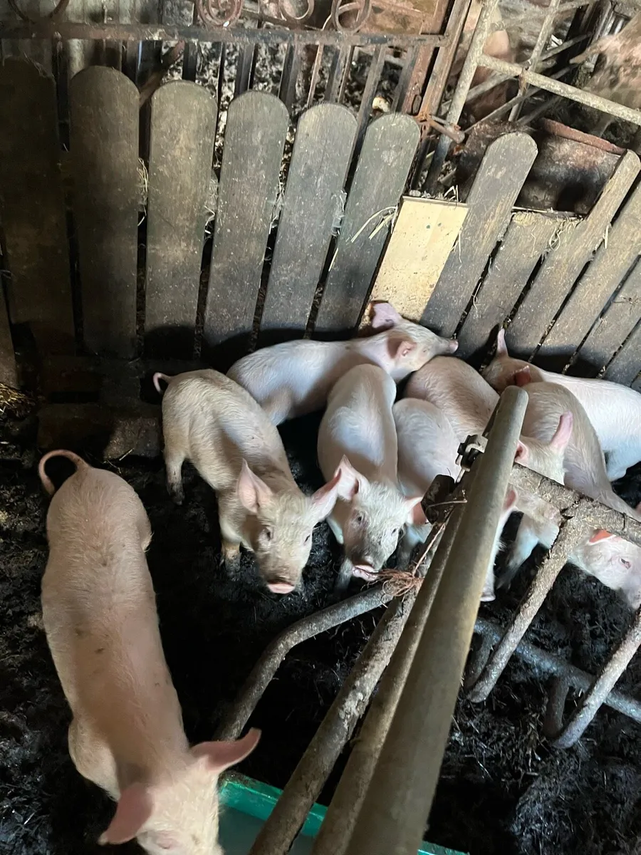 Pigs for sale - Image 4