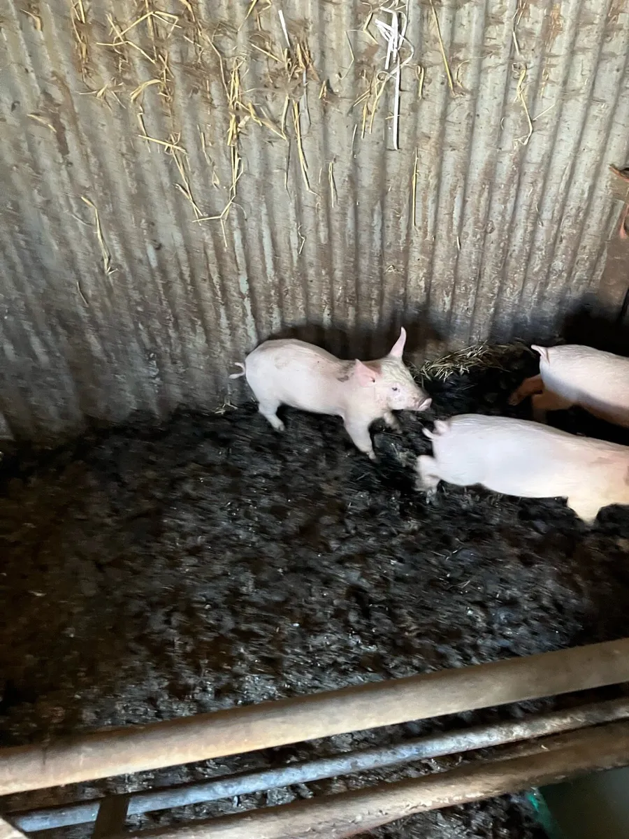 Pigs for sale - Image 2