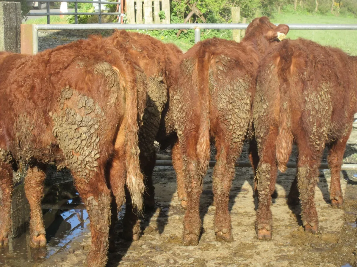 6 SALER CROSS HEIFERS 5 STAR GENOTYPED - Image 3