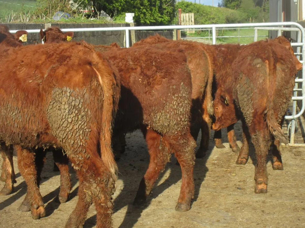 6 SALER CROSS HEIFERS 5 STAR GENOTYPED - Image 2