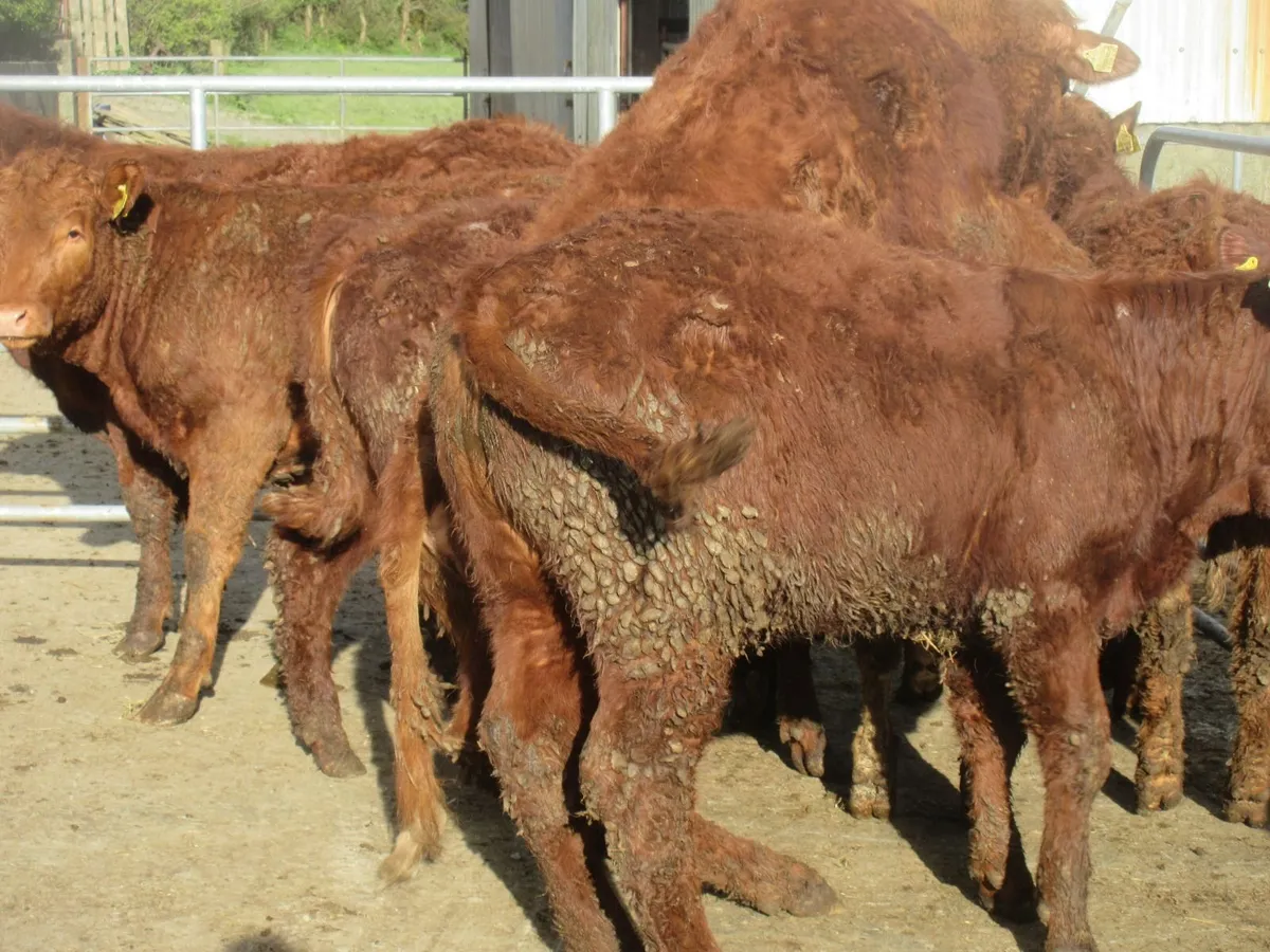 6 SALER CROSS HEIFERS 5 STAR GENOTYPED - Image 4
