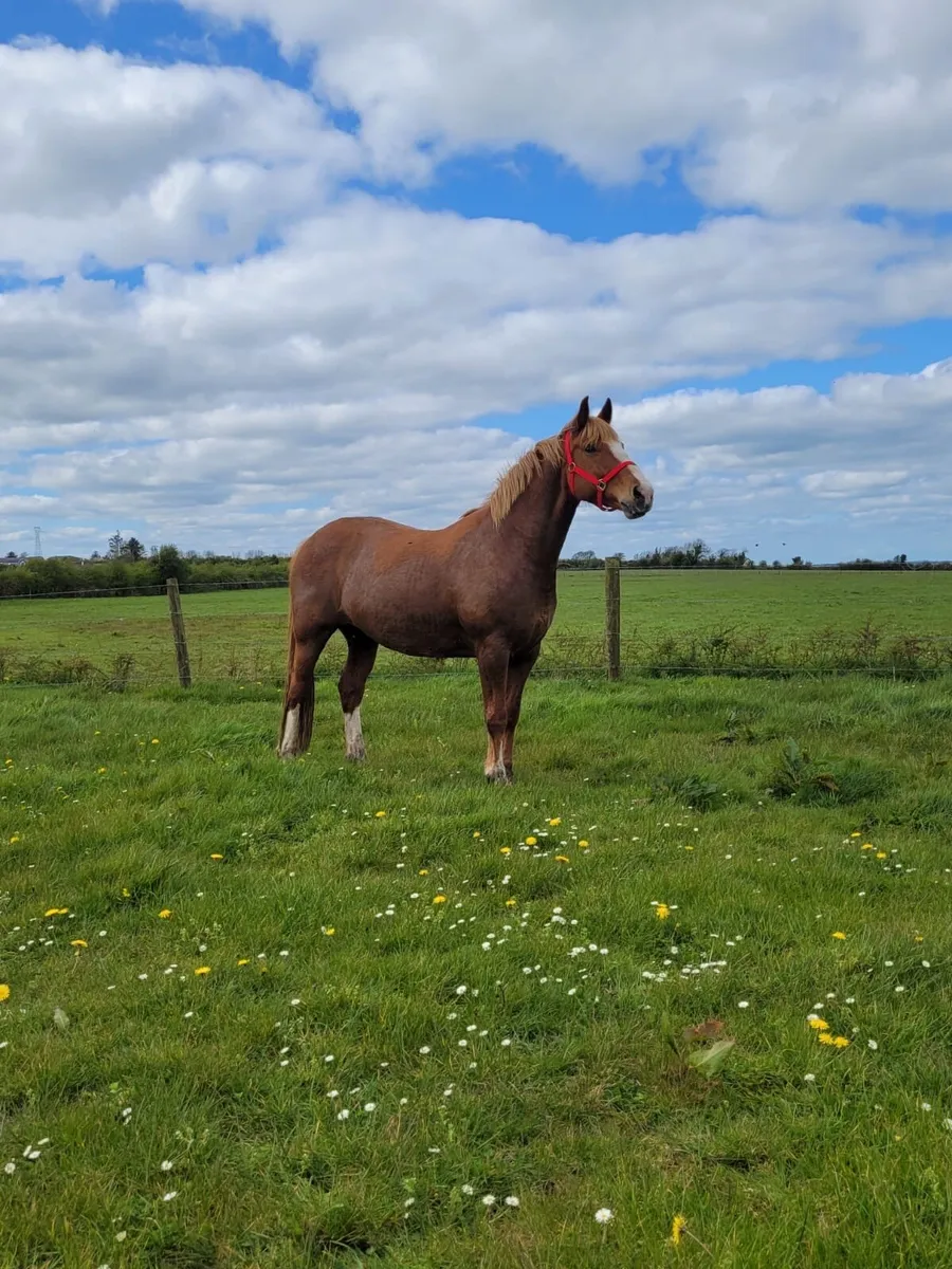 2 Irish draught mares - Image 2