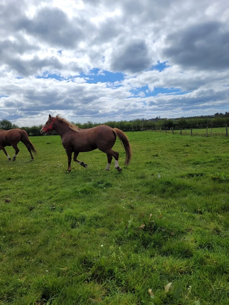 2 Irish draught mares - Image 4