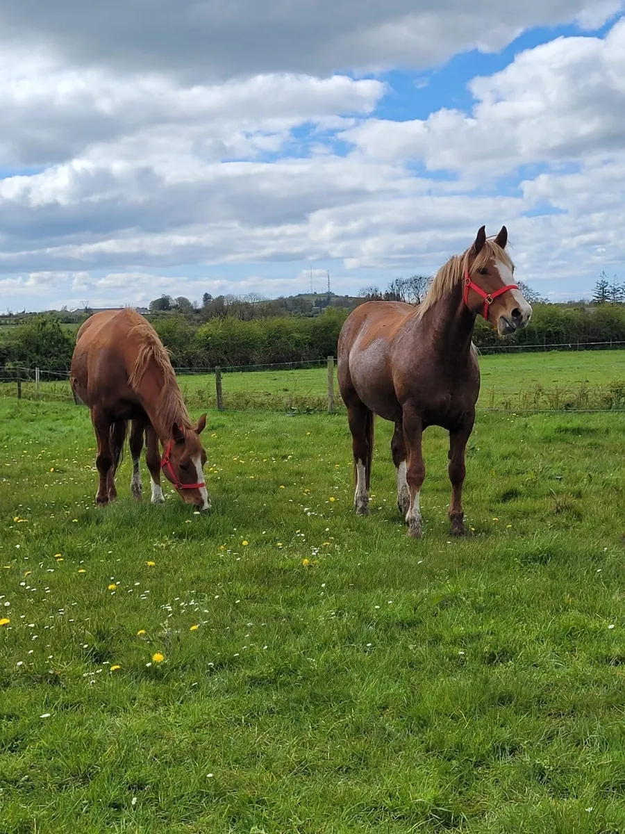 2 Irish draught mares - Image 1