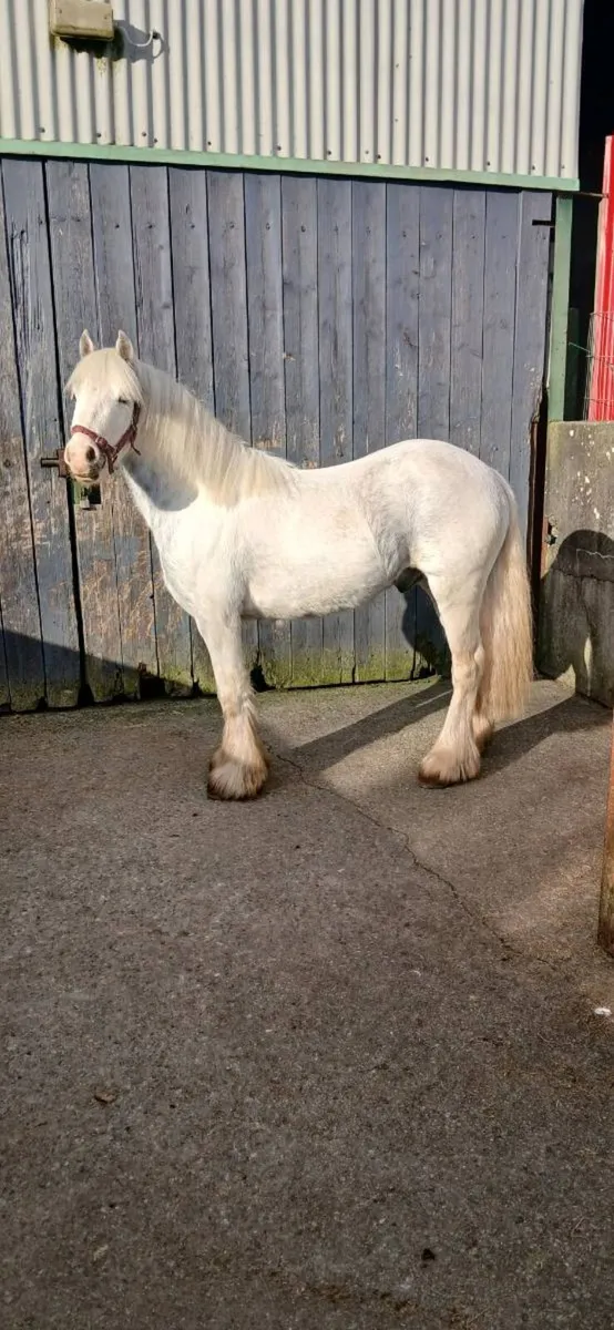 Smashing pony - Image 1