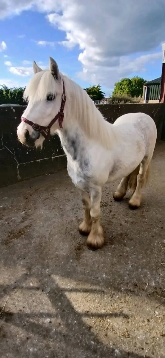 Smashing pony - Image 2